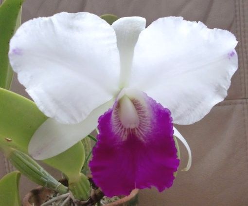 C.Dorothy Oka‘Hinomoto’