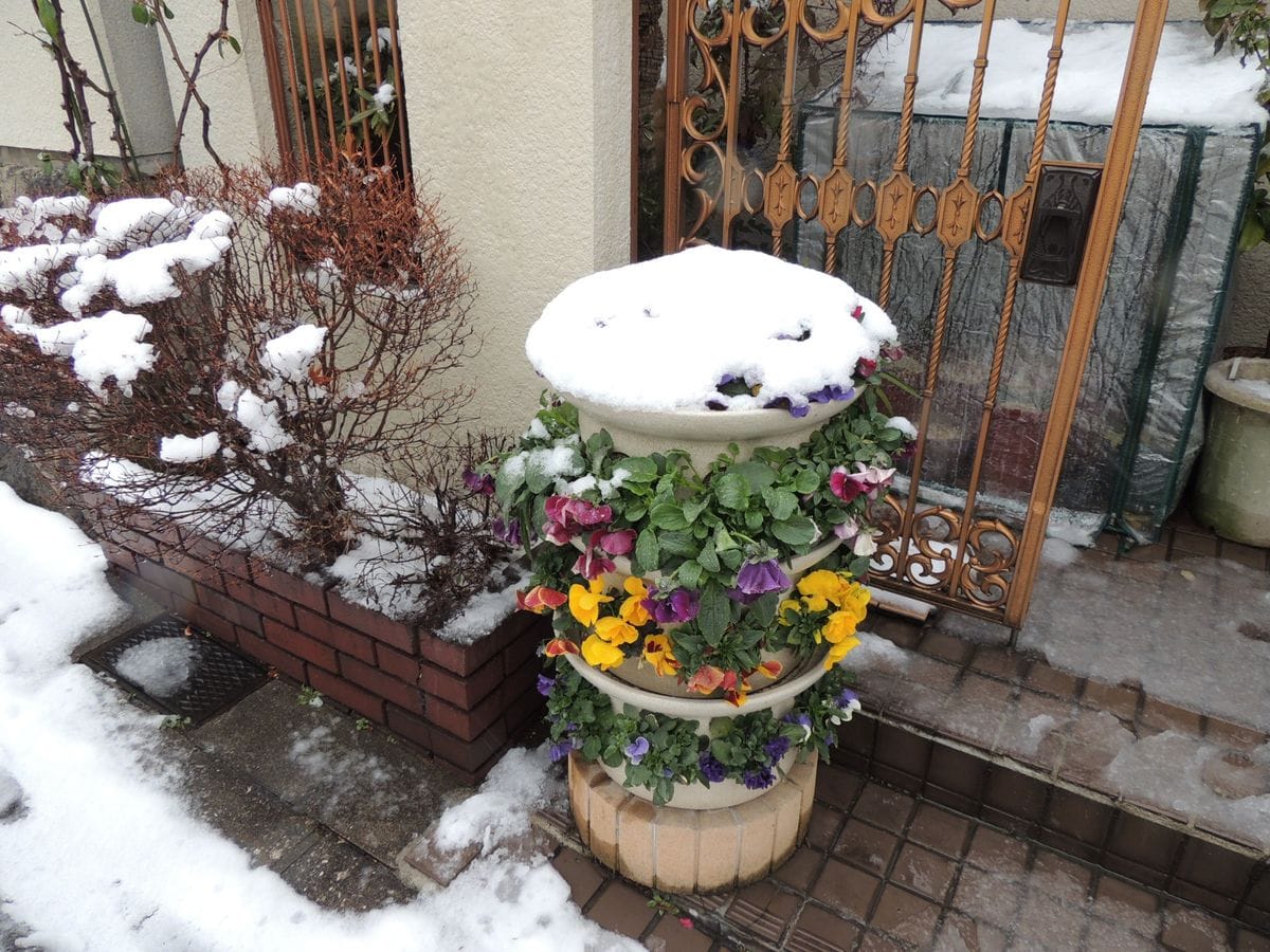 今冬　初雪