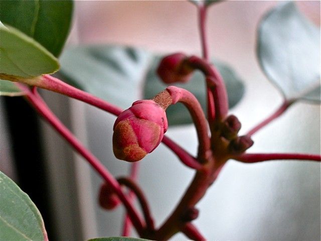 シャクナゲモドキの蕾