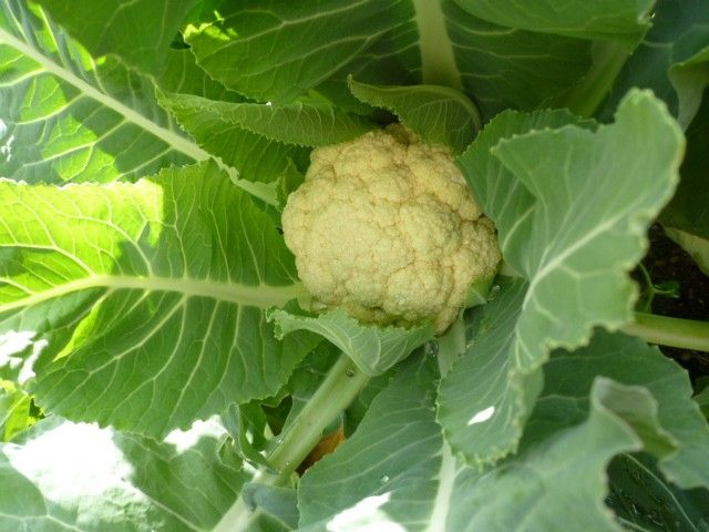 雪降り、後の野菜達