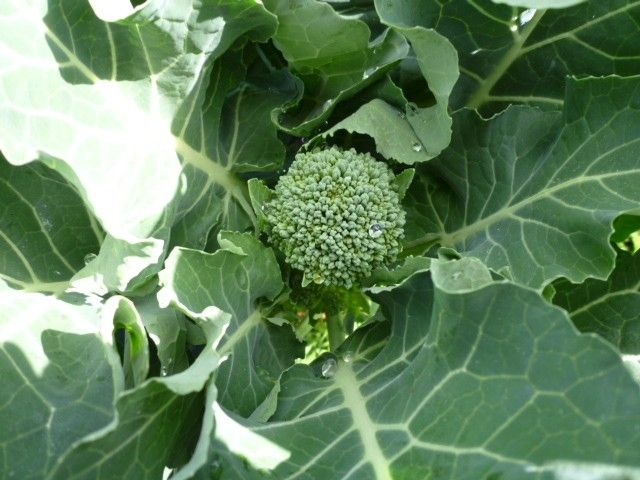 雪降り、後の野菜達