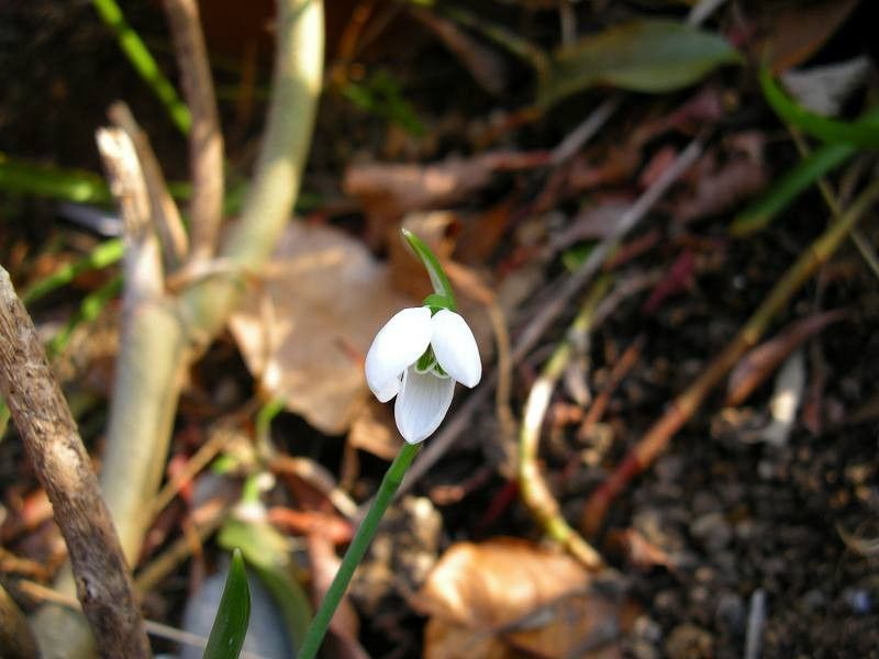 白い花たち