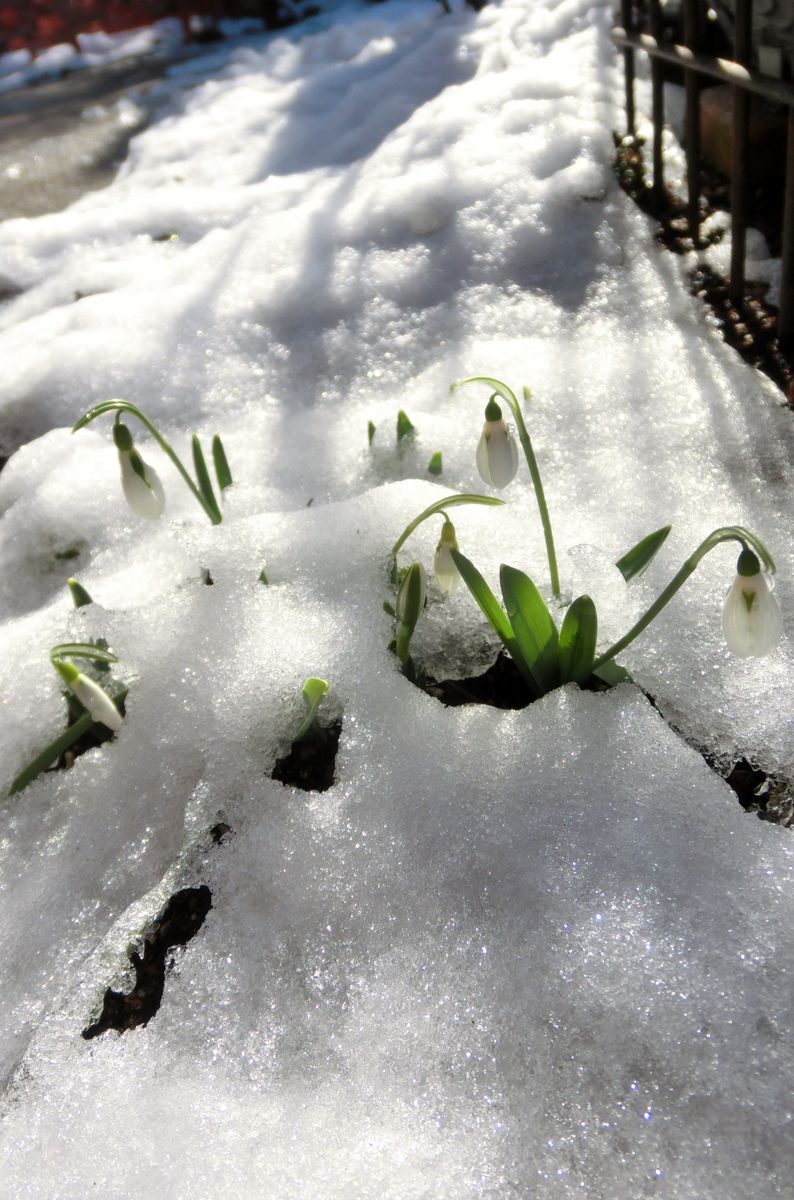 雪の後　①