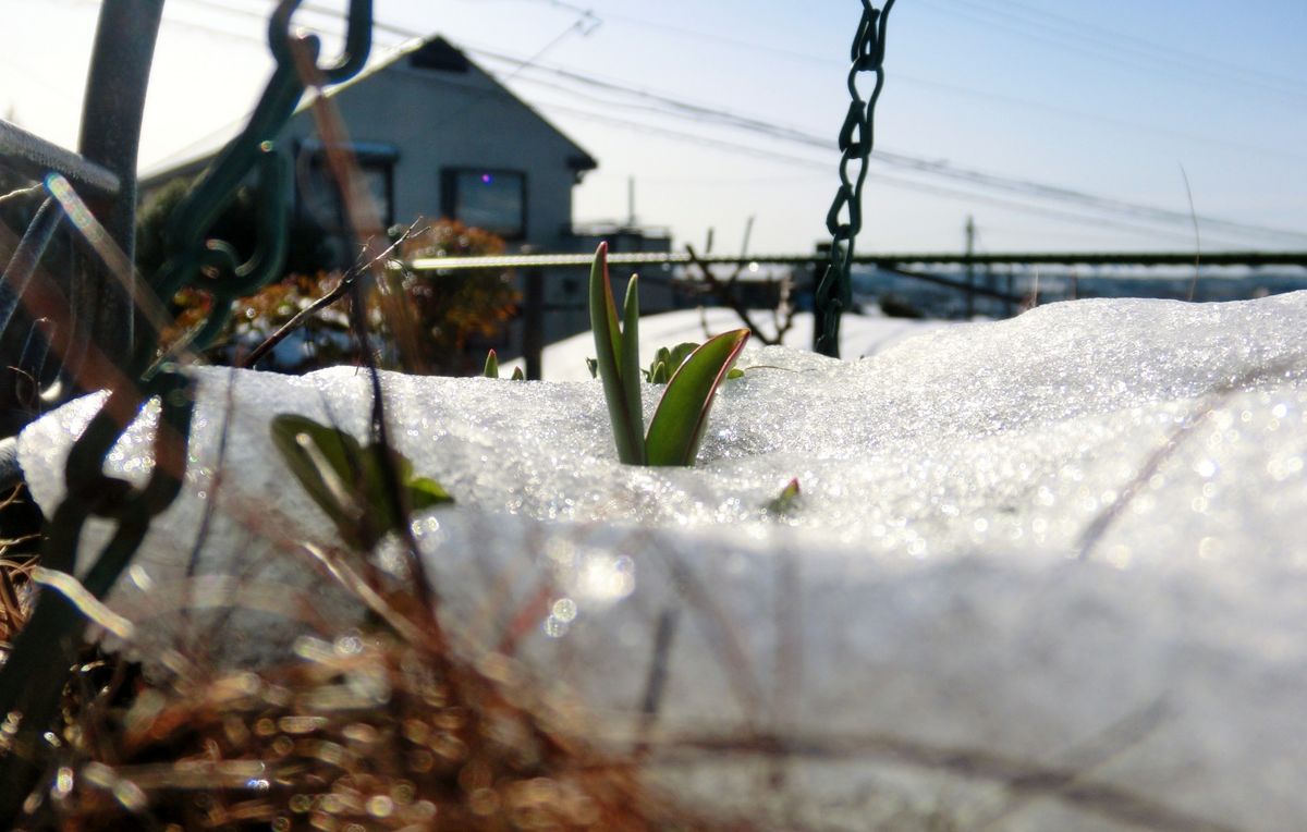 雪の後　③