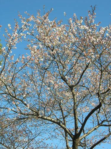 冬にたのしむ桜