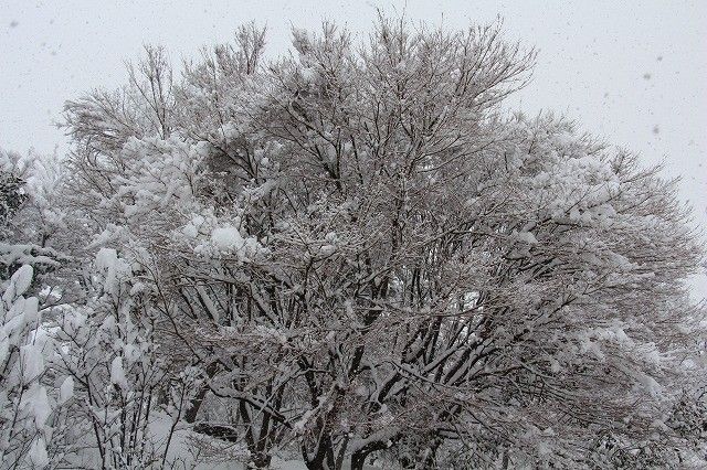 雪見温泉ツアー