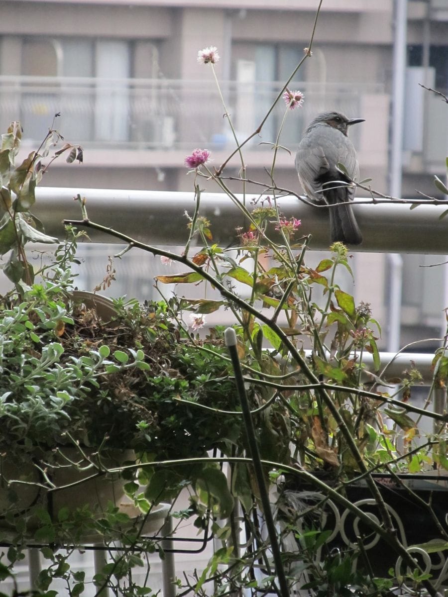 野鳥がやってきた