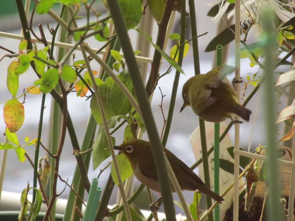 野鳥がやってきた