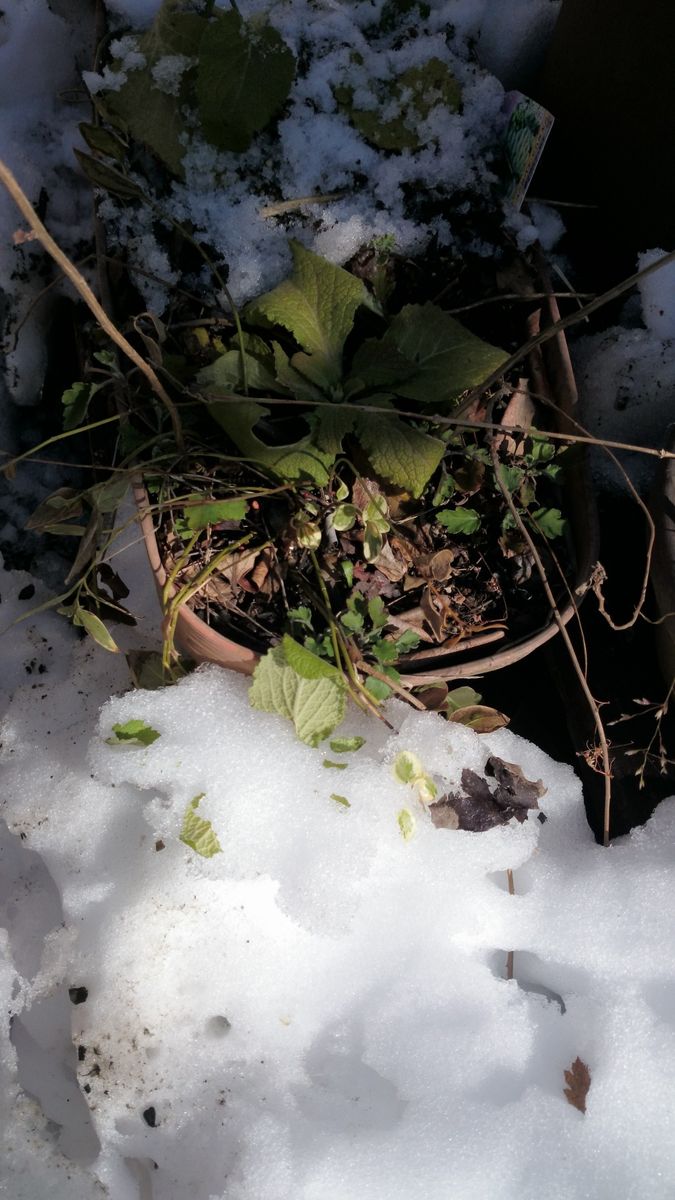 雪をどけようと親切が・・・