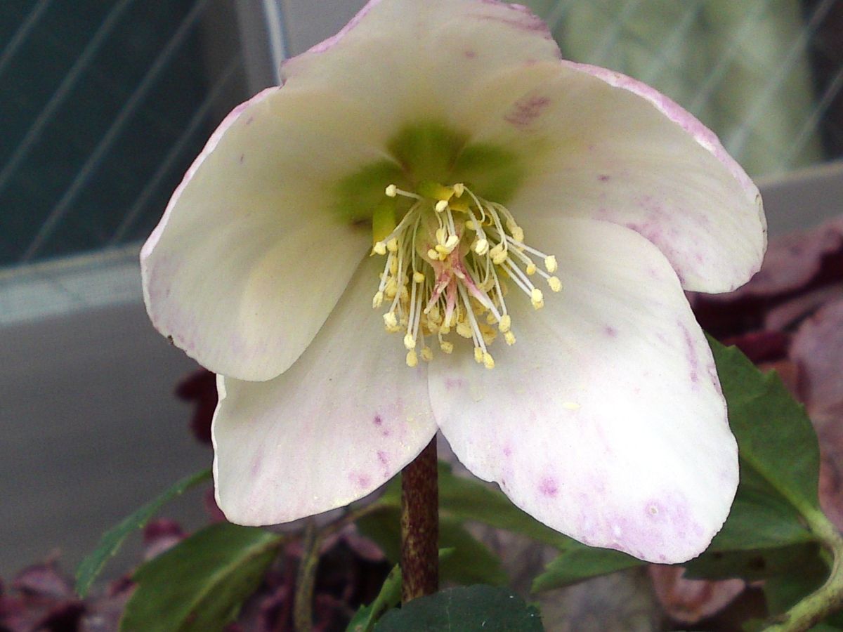 今日の花