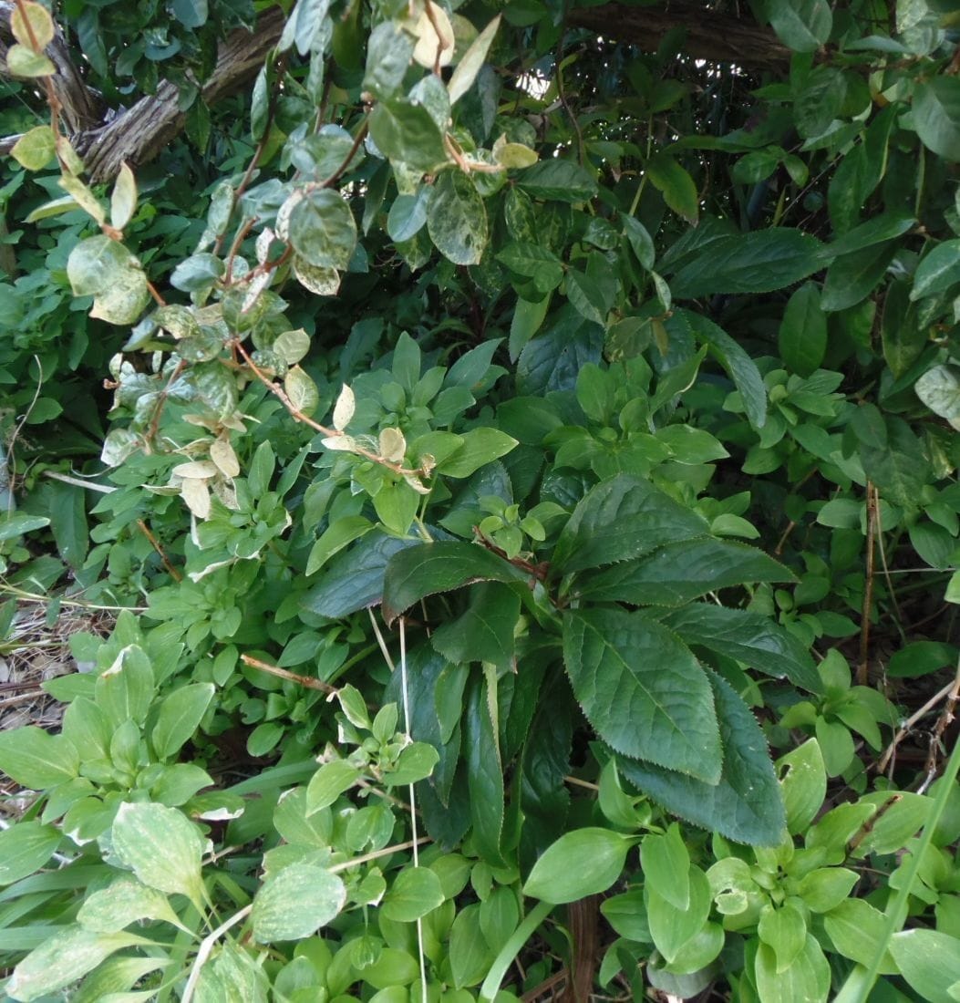 今日の花だより