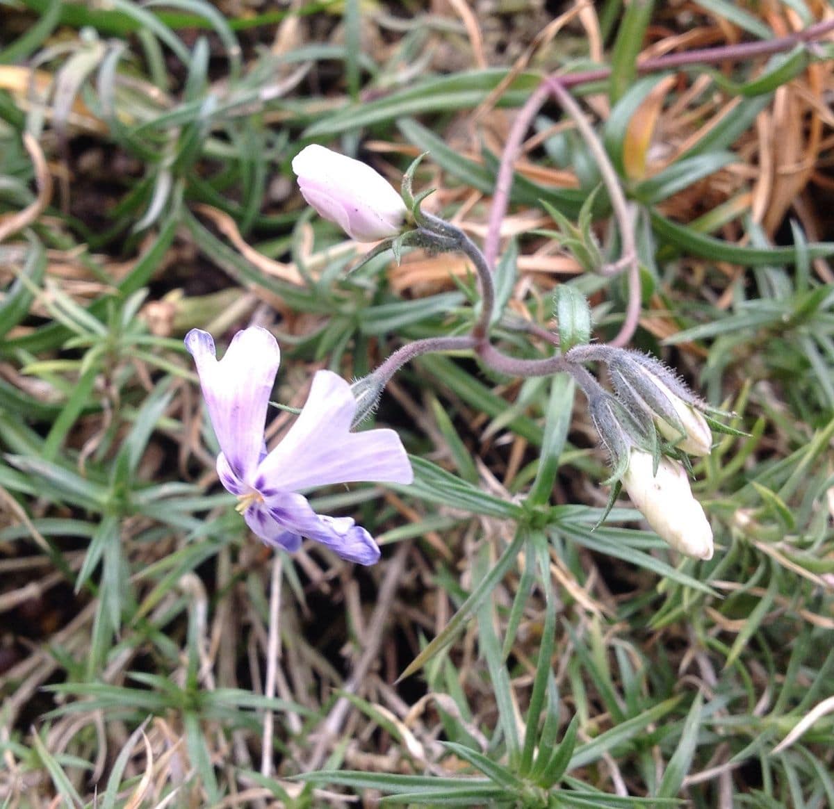 今日の花！