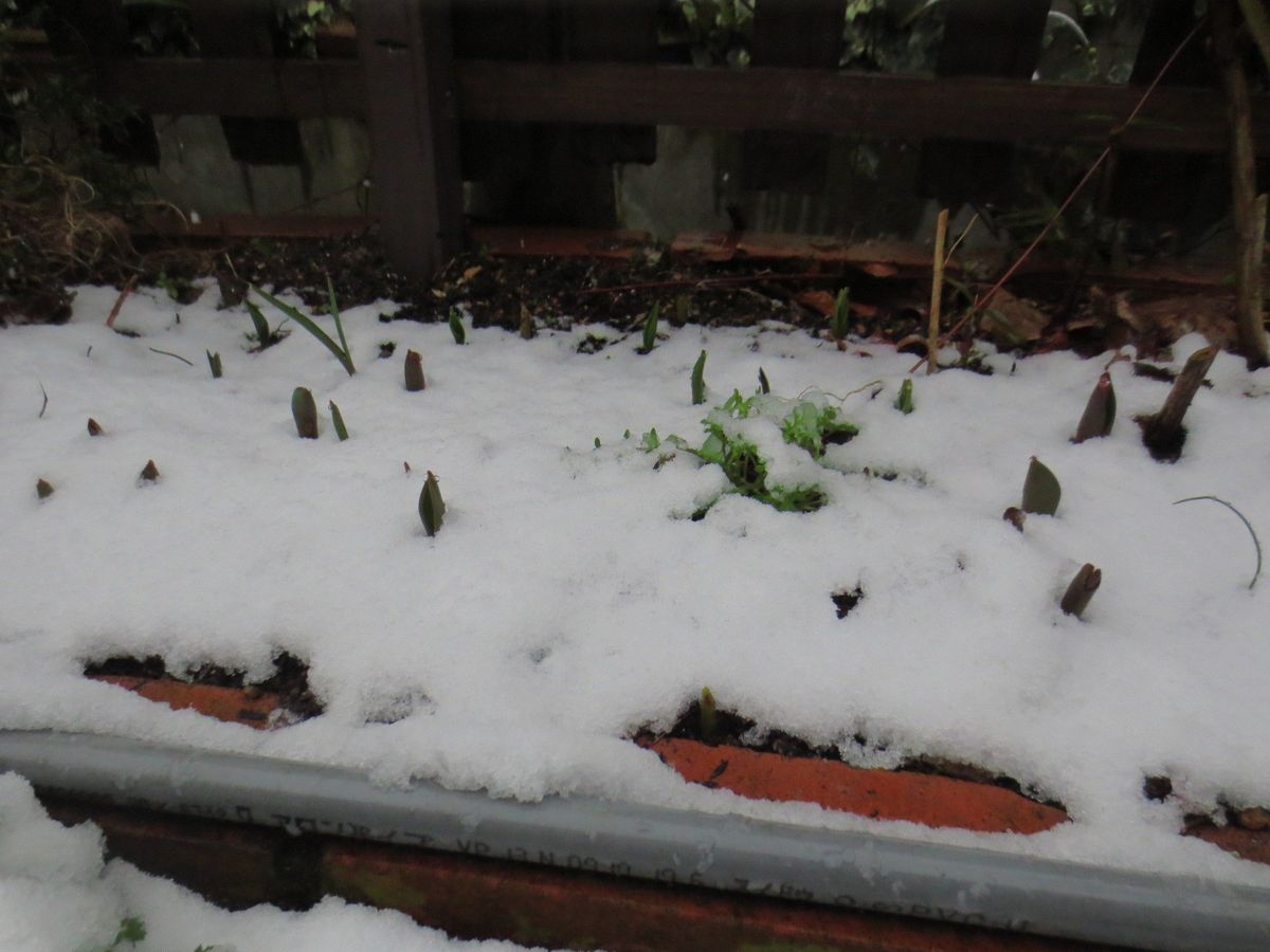 二回目の雪の庭