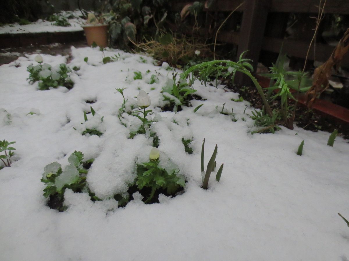 二回目の雪の庭