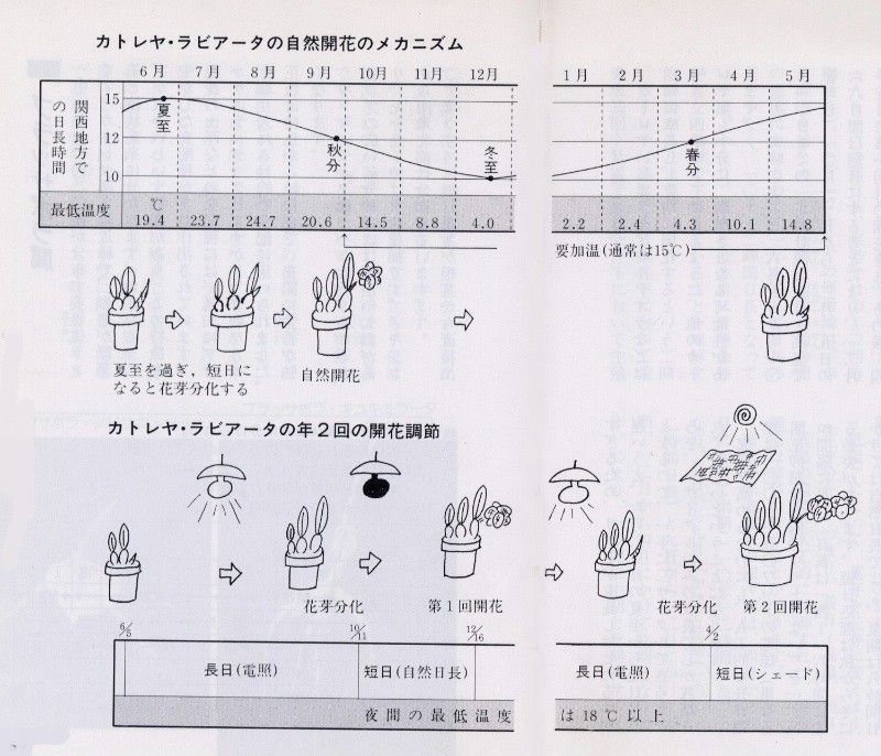 世界らん展日本大賞2014は本日開催でっす！