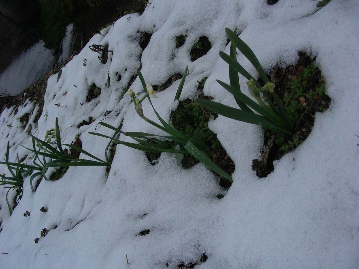 今日も、朝は雪