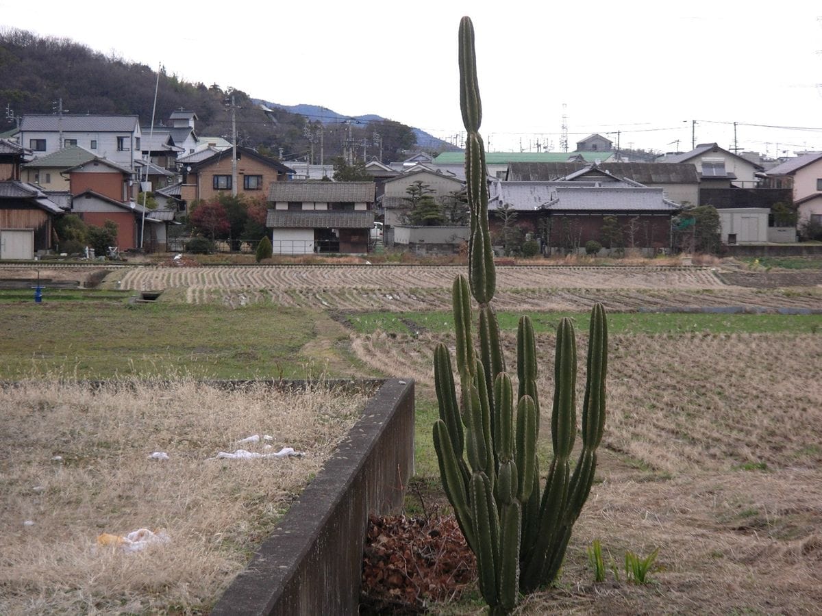 今日も、朝は雪