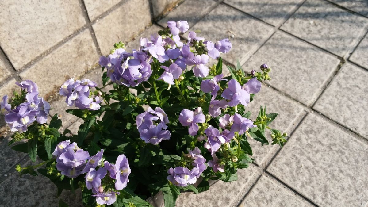 昨日のお買い物💐