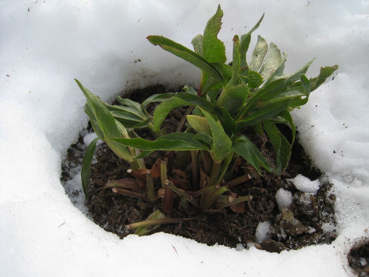 雪はもう遠慮したいのですが