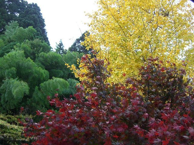 今年の紅葉は今ひとつ･･･