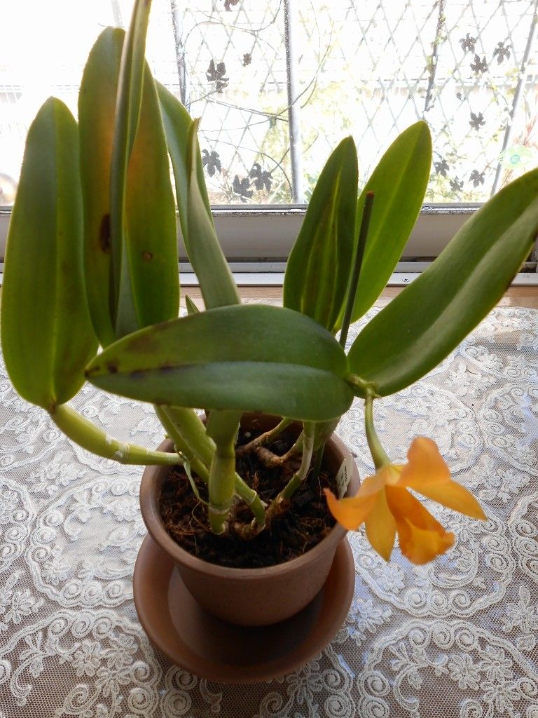 Blc.Fuchs Orange Nugget`Lea'