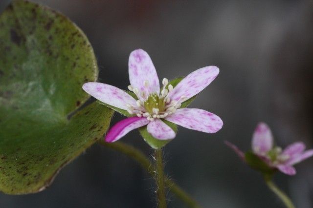 雪割草 と 福寿草「秩父紅」