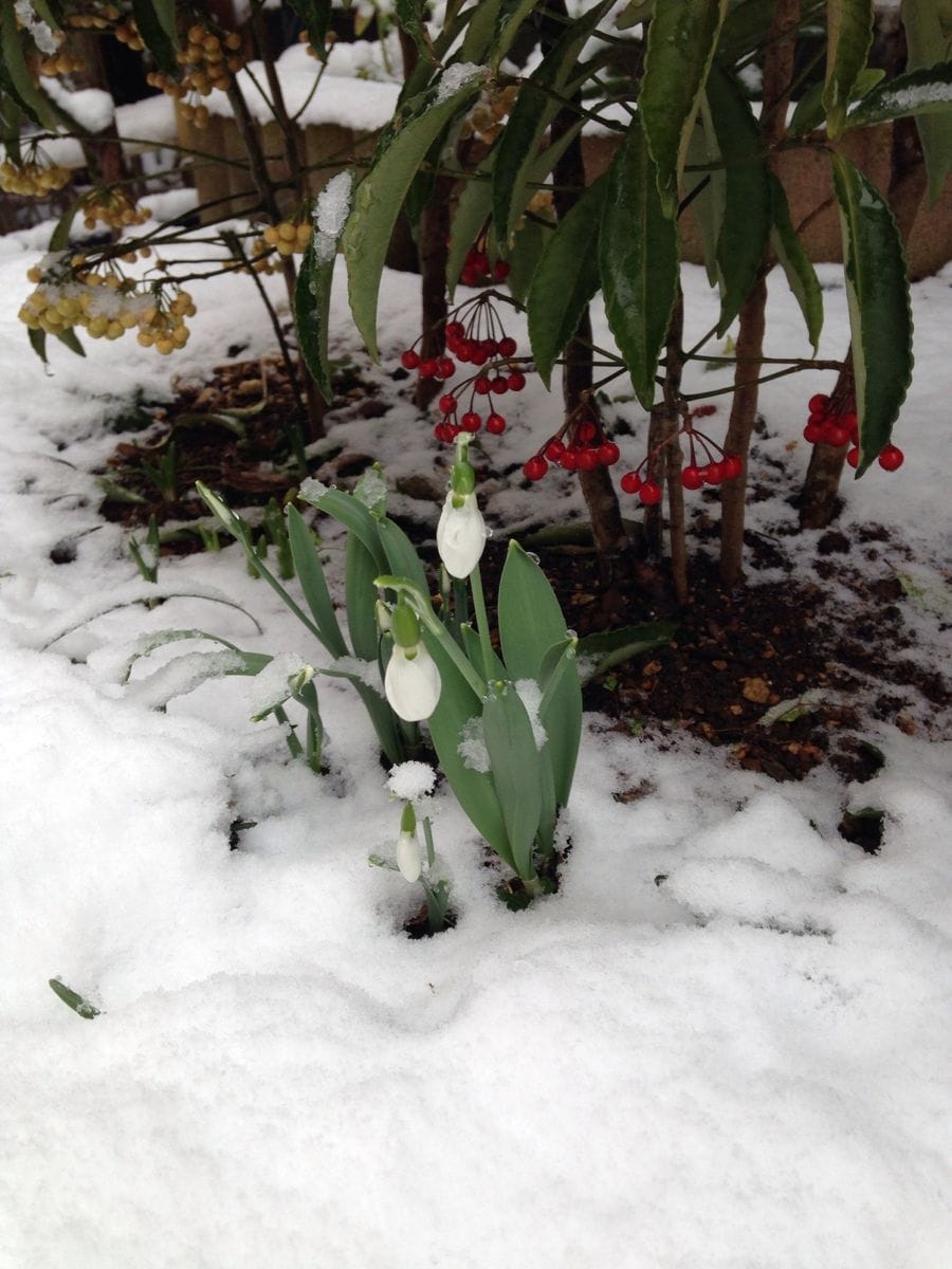 雪にも負けず