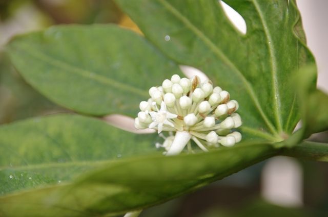 ヤツデの花