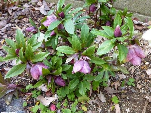 地植え組です。