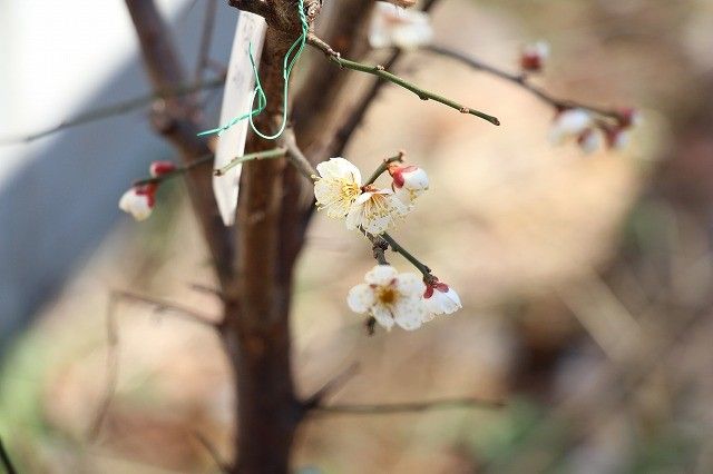 梅開花はじまる