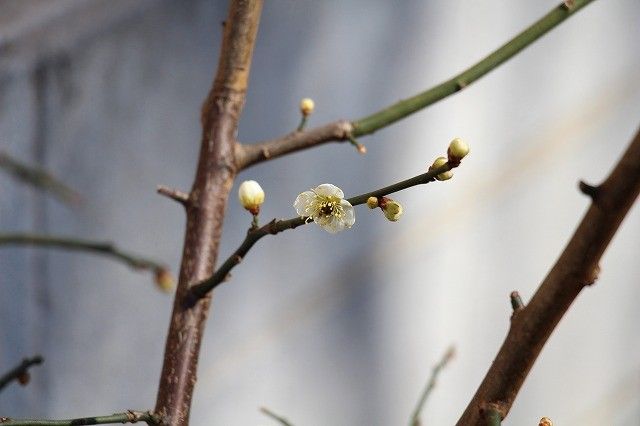 梅開花はじまる