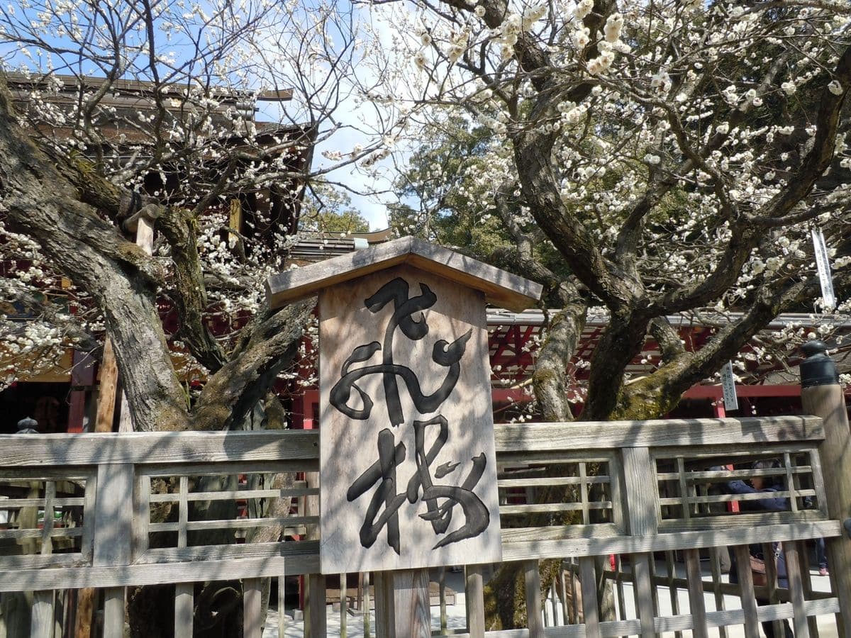 太宰府天満宮　飛梅