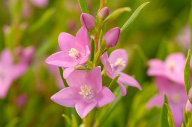 【植物図鑑】ジニアなど24種類追加