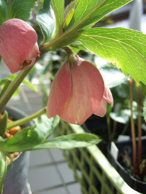 仙台産のクリロ開花～