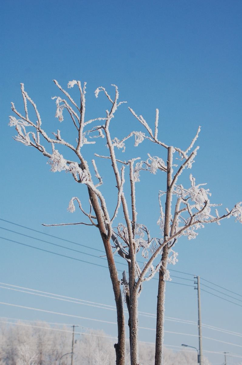 氷の花