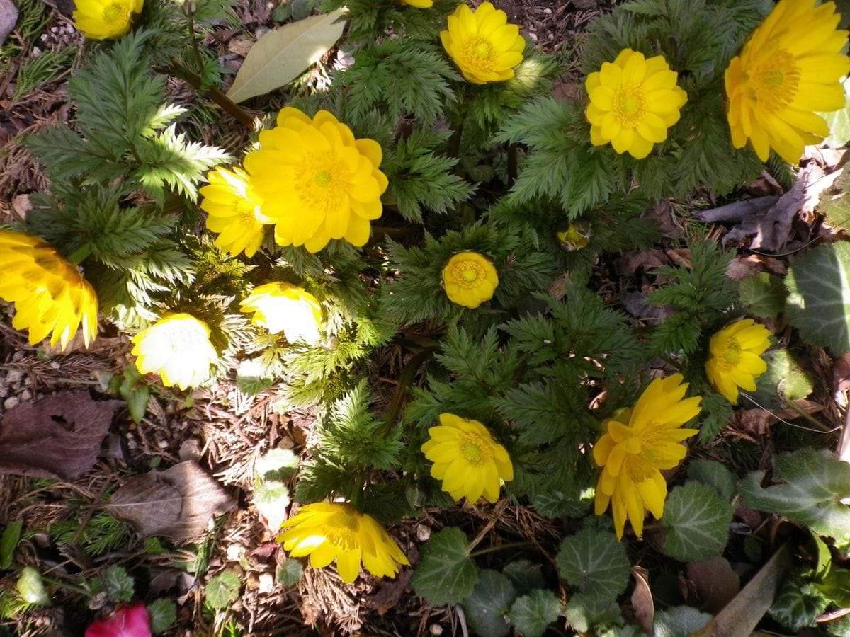 満開の花達