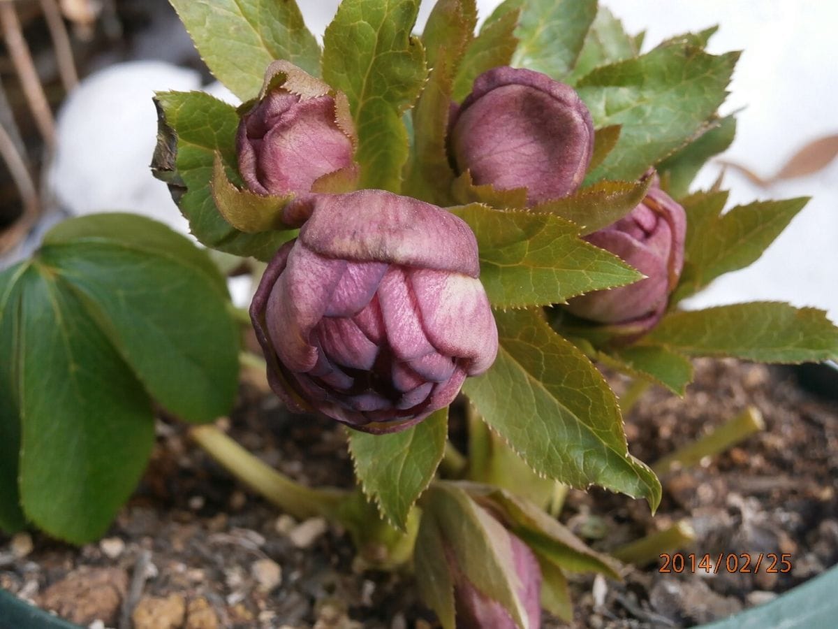 もうすぐ開花。