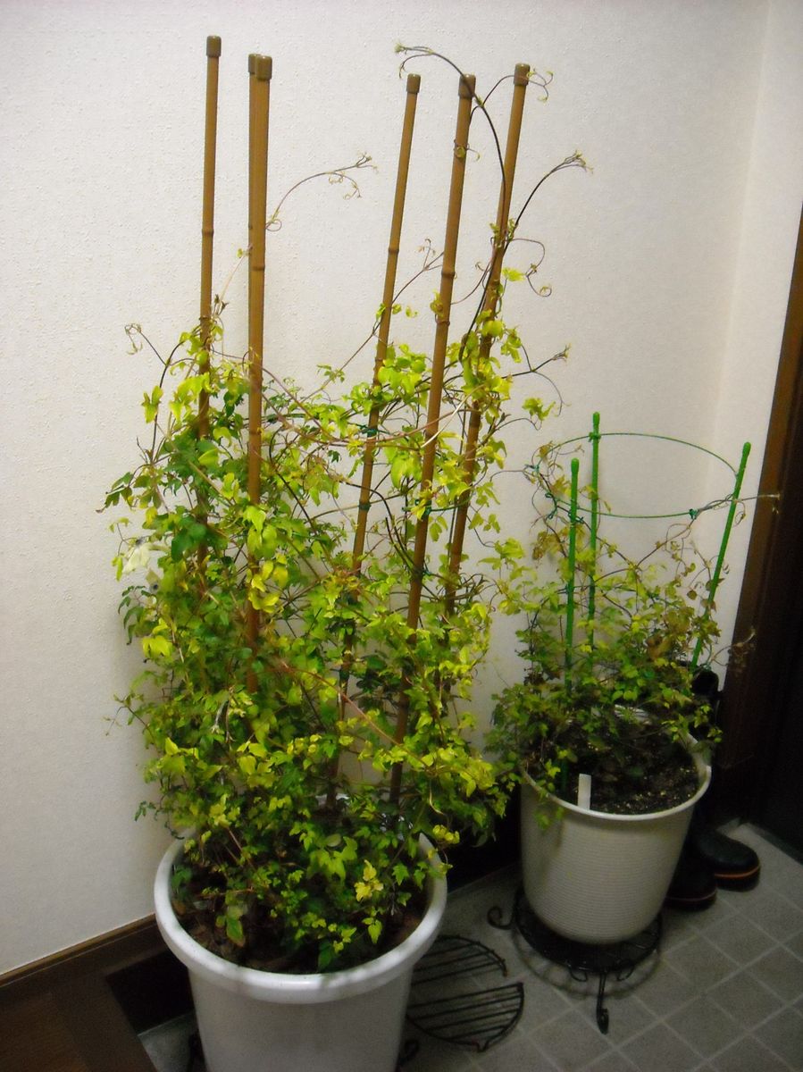 クレマチス植え付け・植え替え