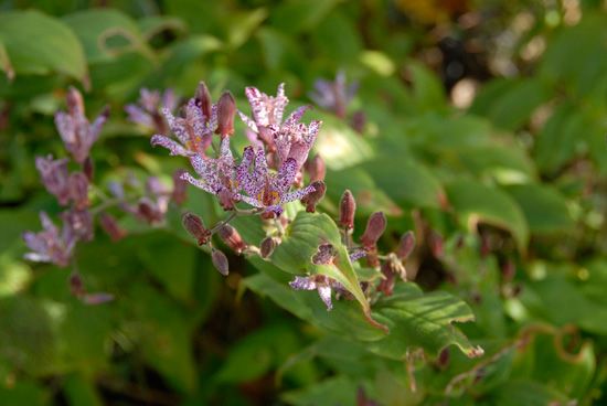 【植物図鑑】チューリップなど11種類追加