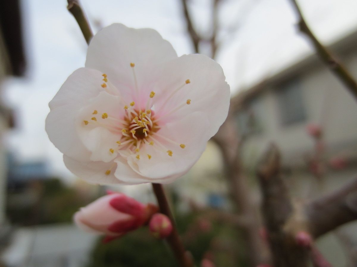 ピンクの花梅　１輪咲いた