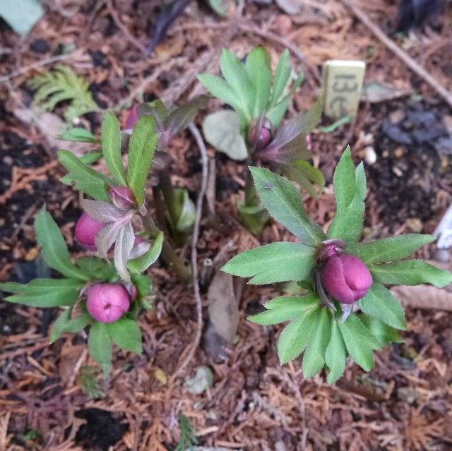 地植え組も良い感じ！！