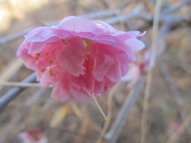 梅の移植の適期は？