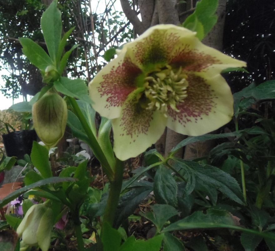 今日の花だより