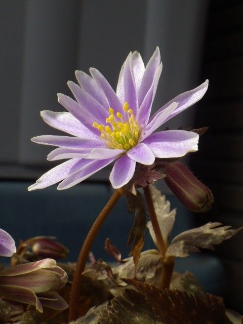 ユキワリイチゲ　と　雪割草