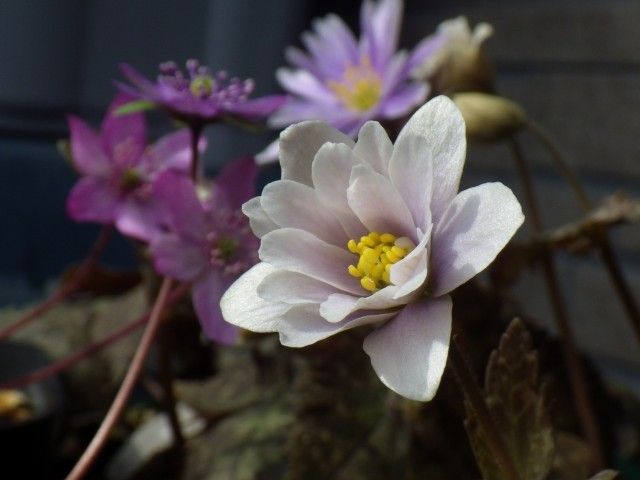 ユキワリイチゲ　と　雪割草