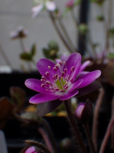 ユキワリイチゲ　と　雪割草