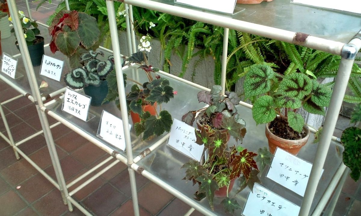 神代植物公園での根茎性ベゴニアの展示品