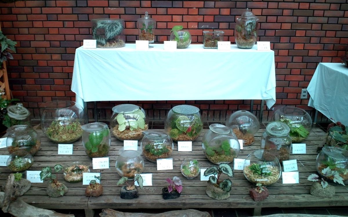 神代植物公園での根茎性ベゴニアの展示品