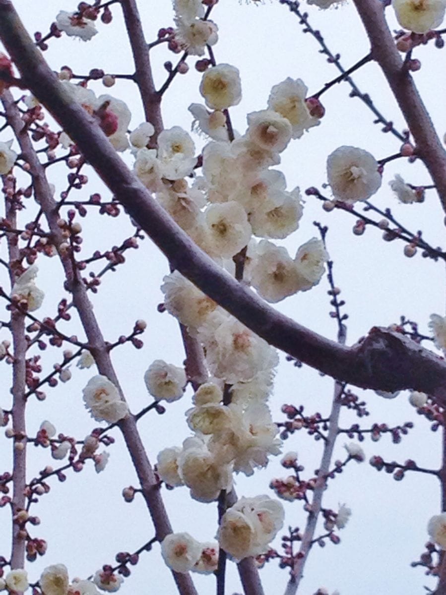 梅が見ごろに