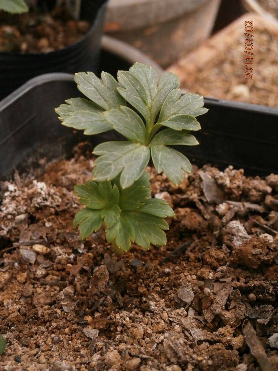 ヴェシカリウスの二枚目の新芽。